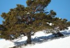 Mont Ventoux hiver 2