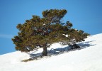 Mont Ventoux hiver 2