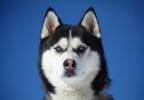 Chien huski
