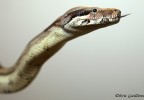 boa constrictor imperator