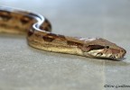 boa constrictor imperator 2