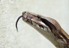 boa constrictor imperator 3