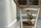 boa et chaise