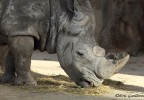 Rhinocéros zoo de Barcelone