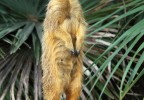 Suricate zoo de Barcelone
