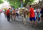 Transhumance Bedoin 2016 8