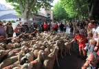 transhumance Bedoin 2016 9
