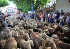 Transhumance Bedoin 2016 10