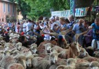 Transhumance Bedoin 2016 11