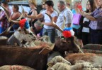 Transhumance Bedoin 2016 12