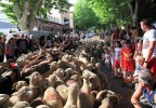 Transhumance Bedoin 2016  14