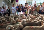 Transhumance Bedoin 2016 15