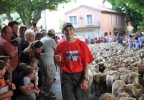 Transhumance Bedoin 2016 16