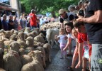 Transhumance Bedoin 2016 17