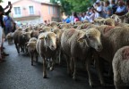 Transhumance Bedoin 2016 18