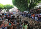 Transhumance Bedoin 2016 19