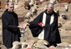 Transhumance Bedoin 2016