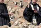 Transhumance Bedoin 2016 2