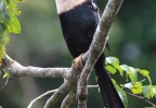 Costa Rica 31