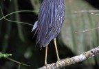 Costa Rica 33
