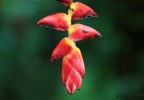 Costa Rica 37