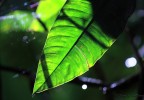 Costa Rica 39