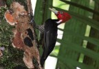 Costa Rica 40