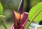 Costa Rica 42