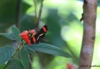Costa Rica 45