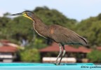 Costa Rica 46