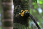 Costa Rica 52