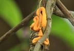 Costa Rica 55