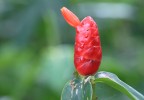 Costa Rica 56