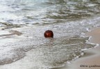 Costa Rica 61