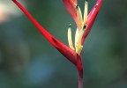Costa Rica 67
