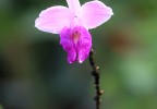 Costa Rica 76