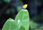 Costa Rica 81