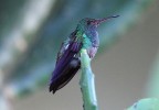 Costa Rica 82