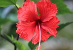 Costa Rica 83
