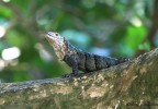 Costa Rica 94
