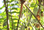 Costa Rica 6