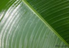 Costa Rica 7