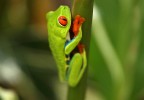 Costa Rica 9