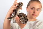 Python royal 1
