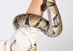 Python royal 2