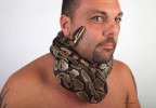 Python royal 4