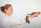 Python royal 5