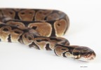 Python royal 7