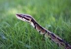 Python royal