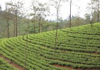 Sri Lanka 37